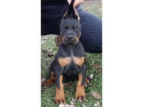 1983;AKC Breeder of Merit dedicated to producing wonderful temperaments and the healthiest Dobermans. . Doberman puppies for sale near st louis mo